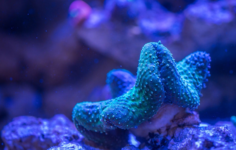 Coral fresh water growing